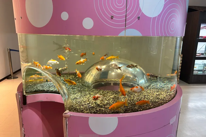 ▲金魚コーナー（画像提供：さいたま水族館 ）