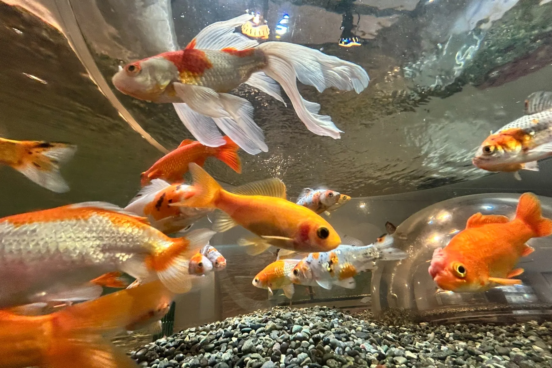 さいたま水族館_3