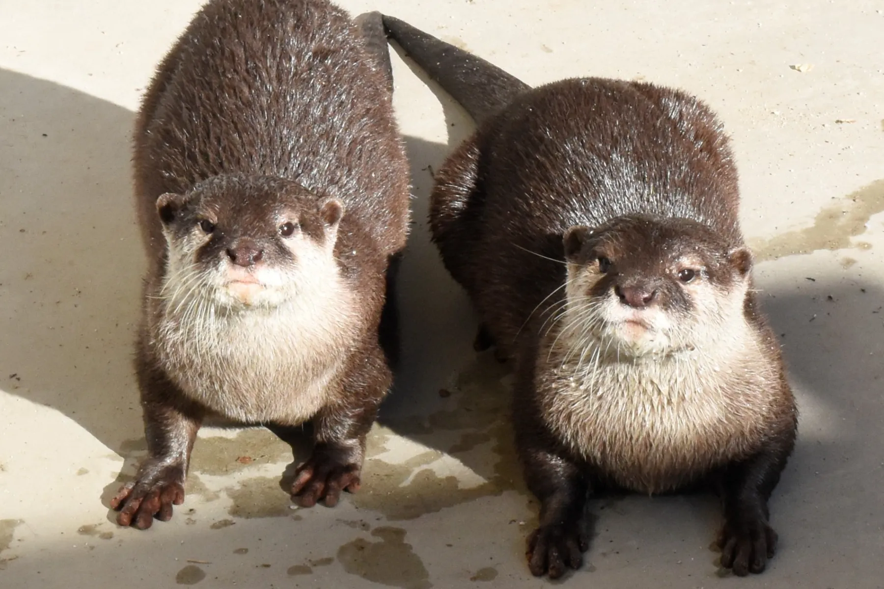 さいたま水族館_7