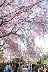 千鳥ヶ淵周辺(千鳥ヶ淵公園)