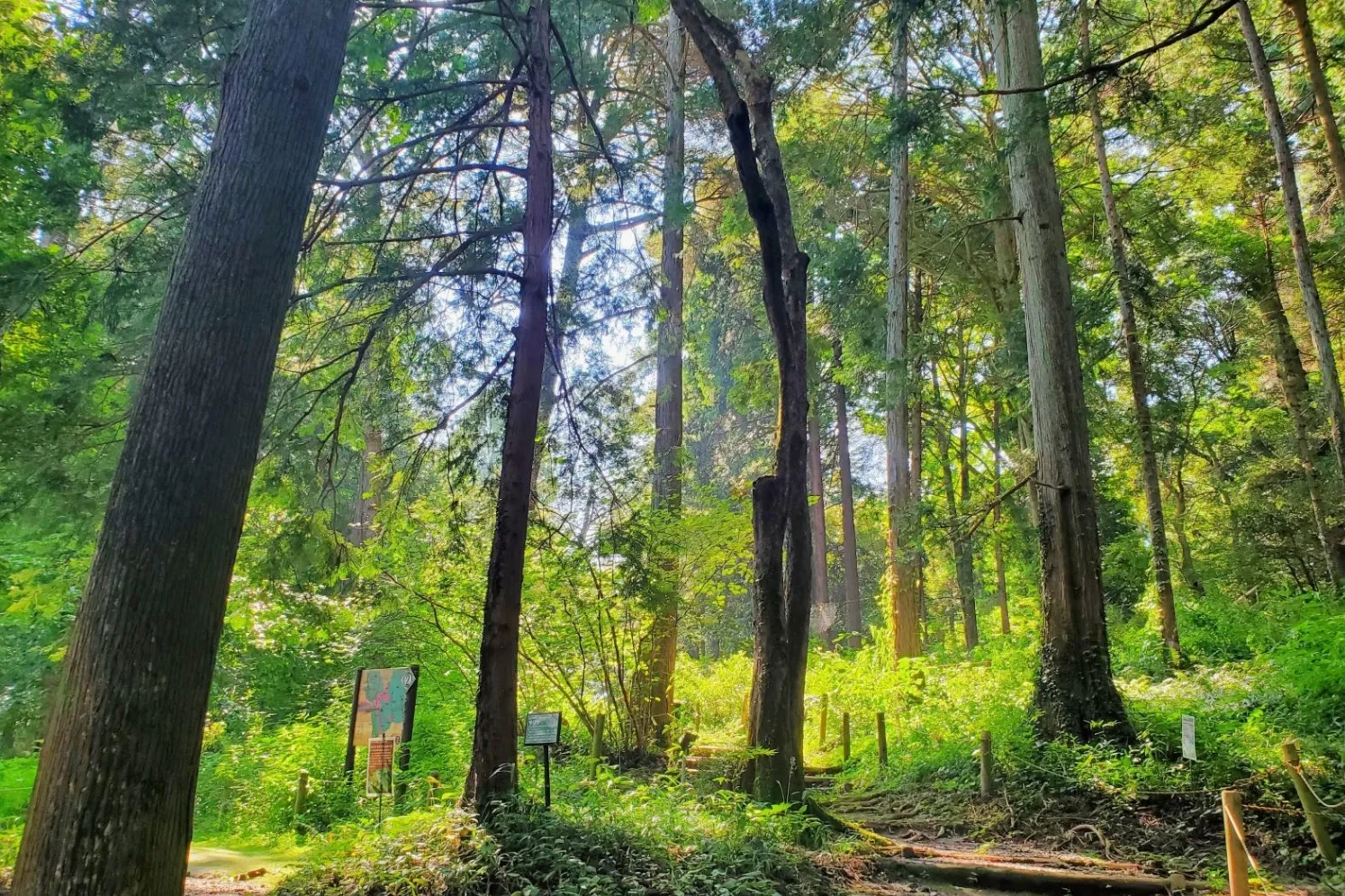 森林総合研究所　多摩森林科学園_2