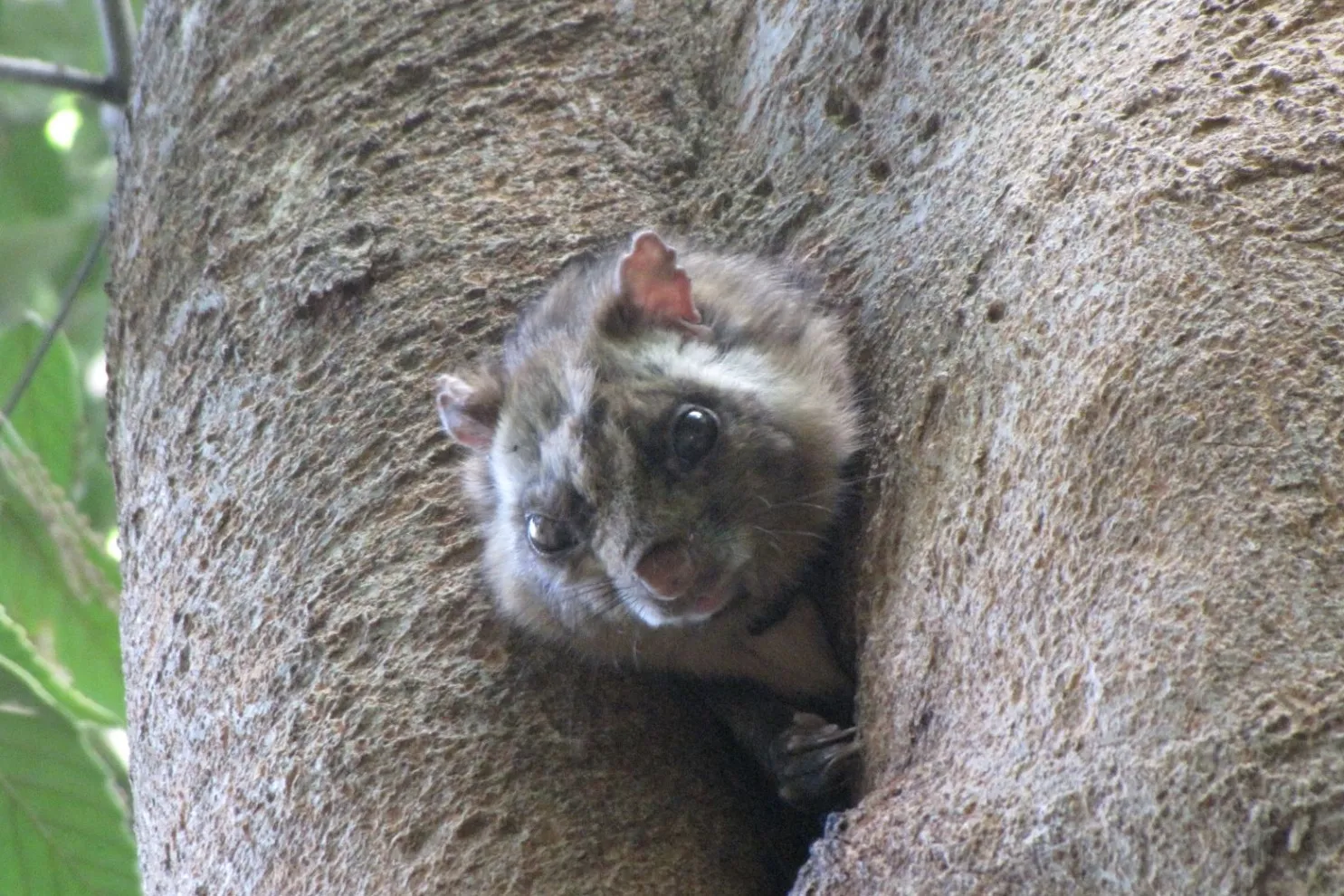 森林総合研究所　多摩森林科学園_3