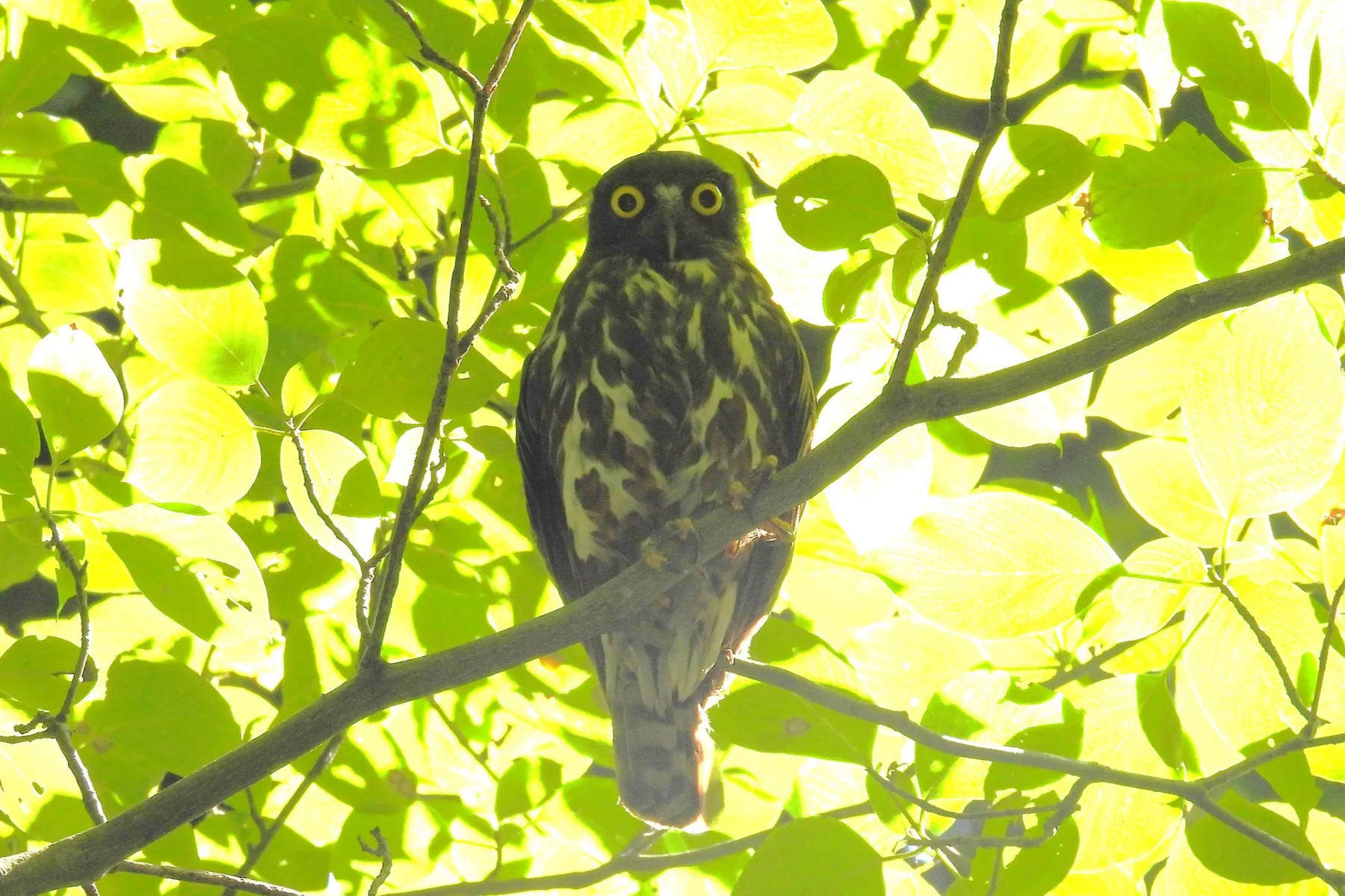 森林総合研究所　多摩森林科学園_4