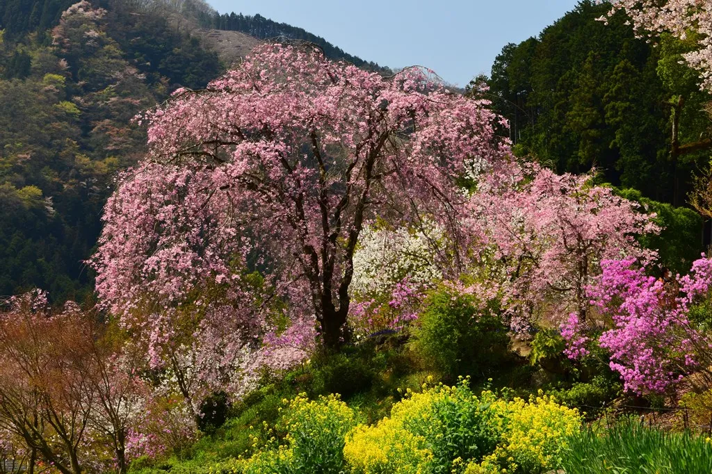 秋川渓谷_4