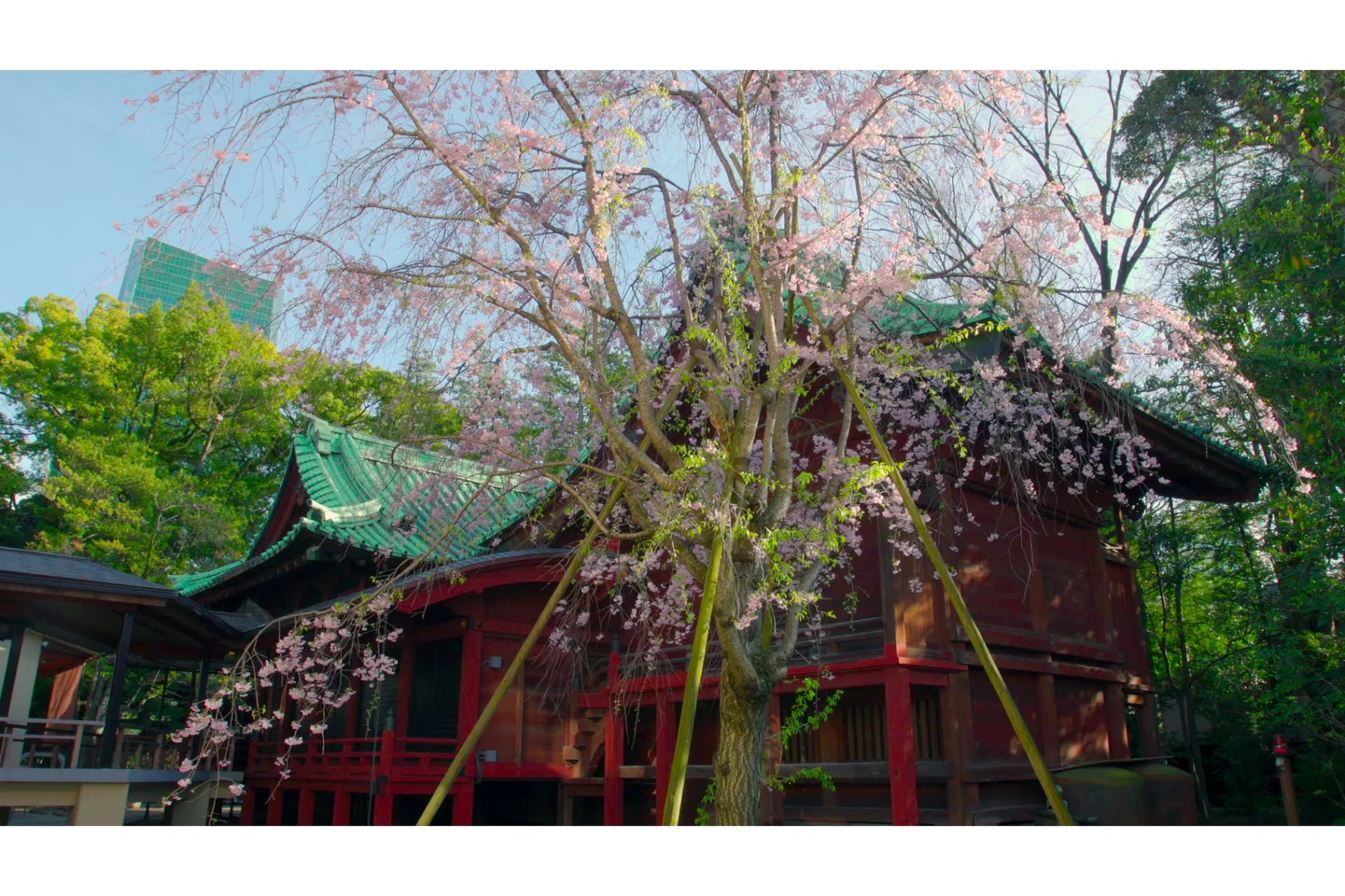 赤坂 氷川神社_10