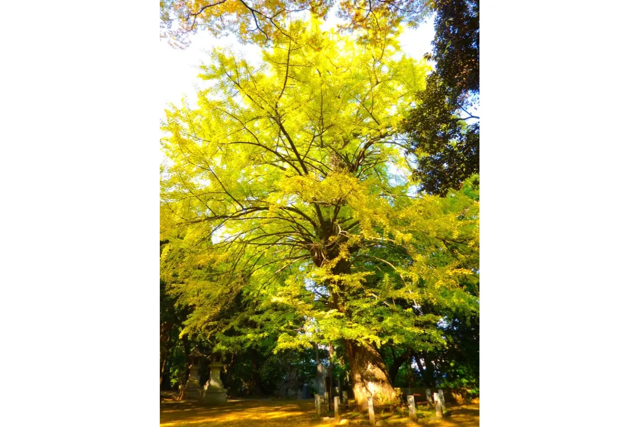 赤坂 氷川神社_9