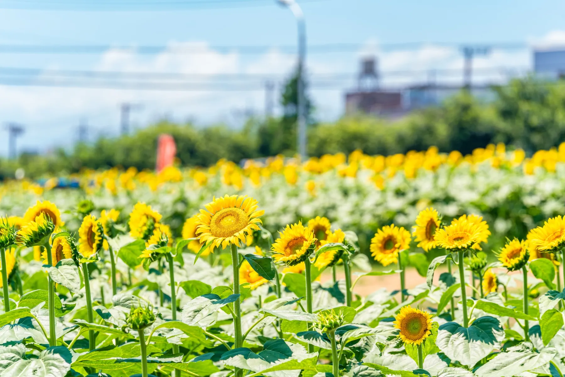 ひまわりガーデン武蔵村山_1