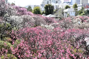 池上梅園