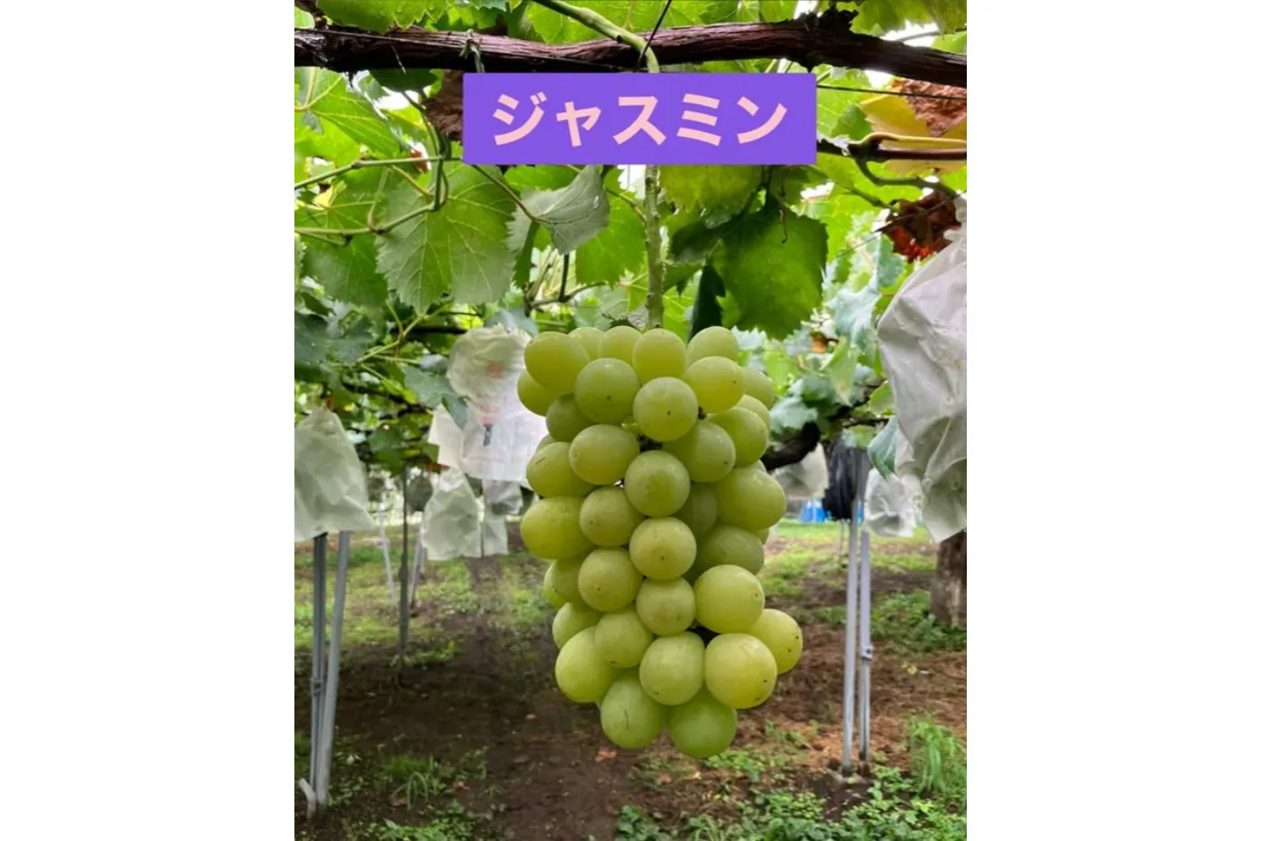 青木ぶどう園_3