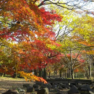 青葉の森公園