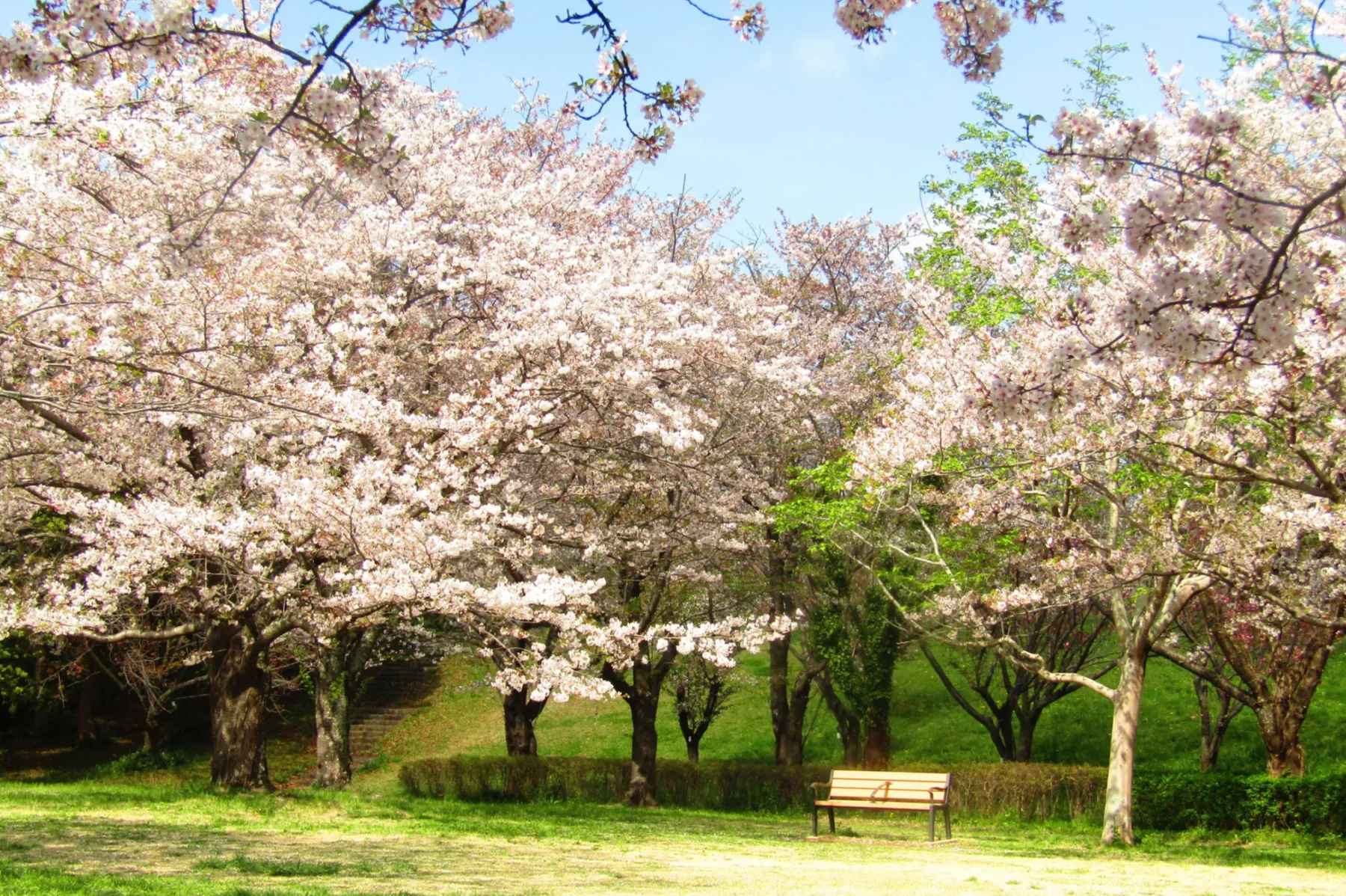 青葉の森公園_7