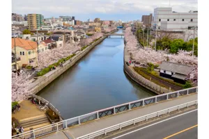 新川千本桜