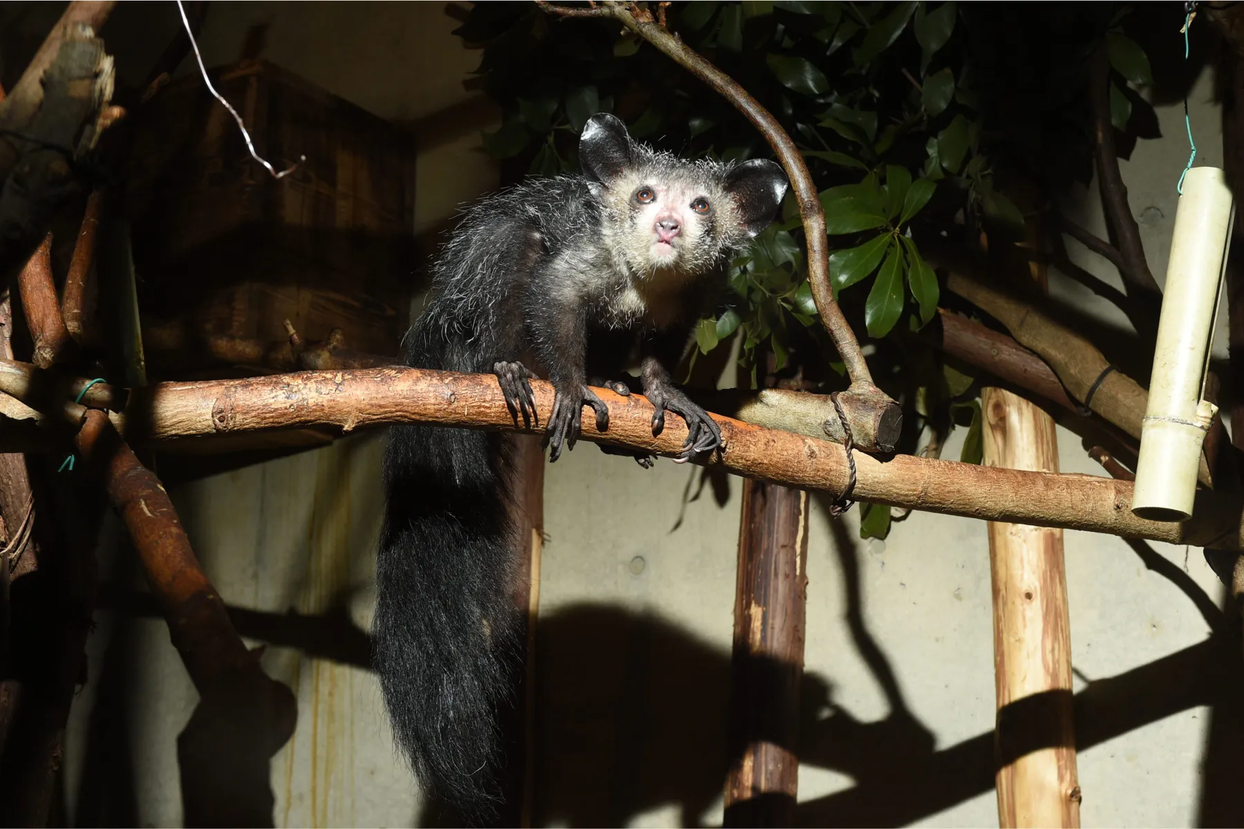 恩賜上野動物園_1