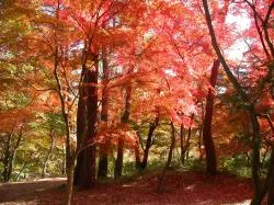月の石もみじ公園