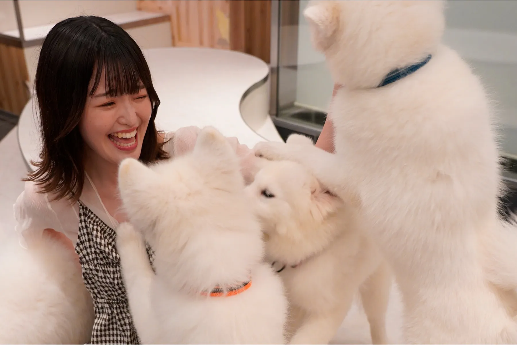 Samoyed cafe AL（サモエドカフェアル）_1