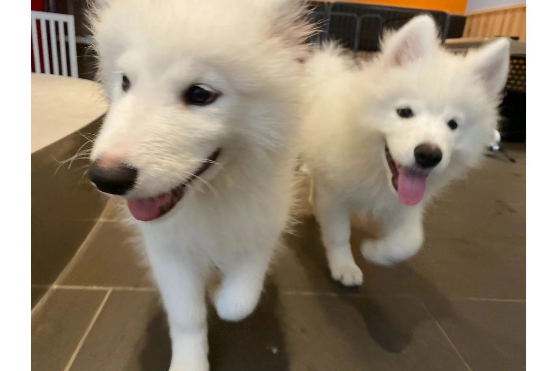 Samoyed cafe AL（サモエドカフェアル）_2
