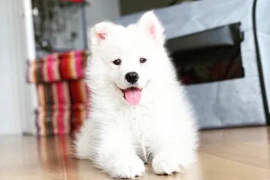 Samoyed cafe AL（サモエドカフェアル）_3