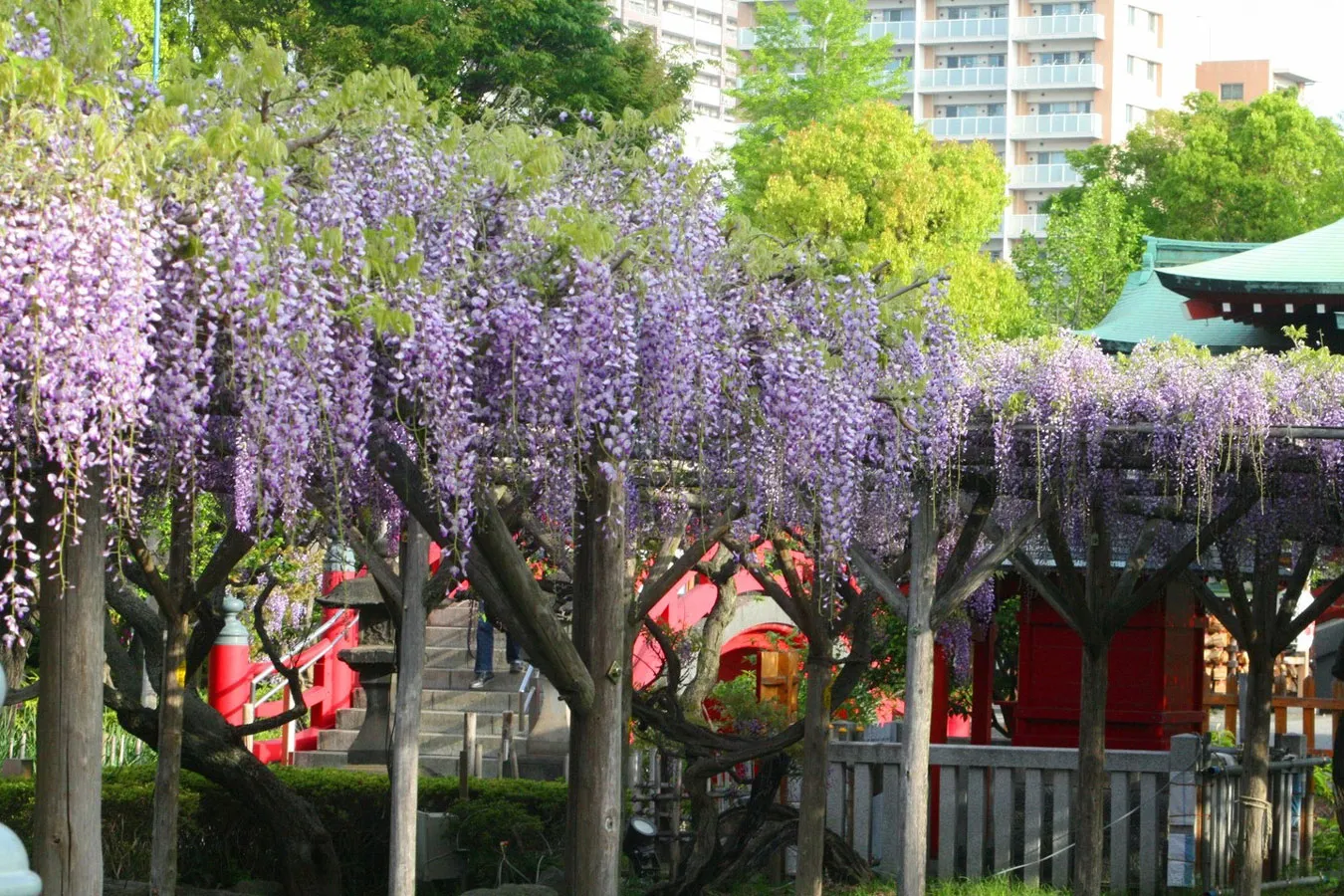 亀戸天神社_2