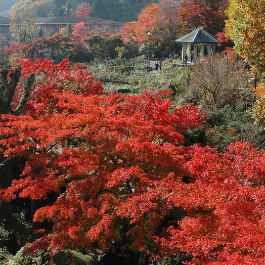 箱根強羅_2