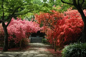 天台宗別格本山　中院