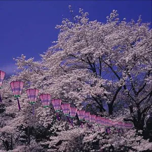 飯山白山森林公園