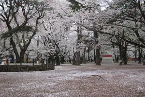 大宮公園