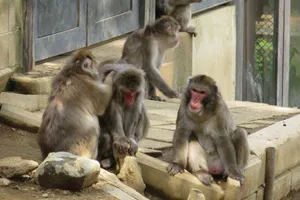 高尾山さる園・野草園