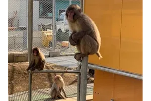 高宕山自然動物園