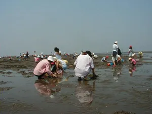 久津間海岸潮干狩場