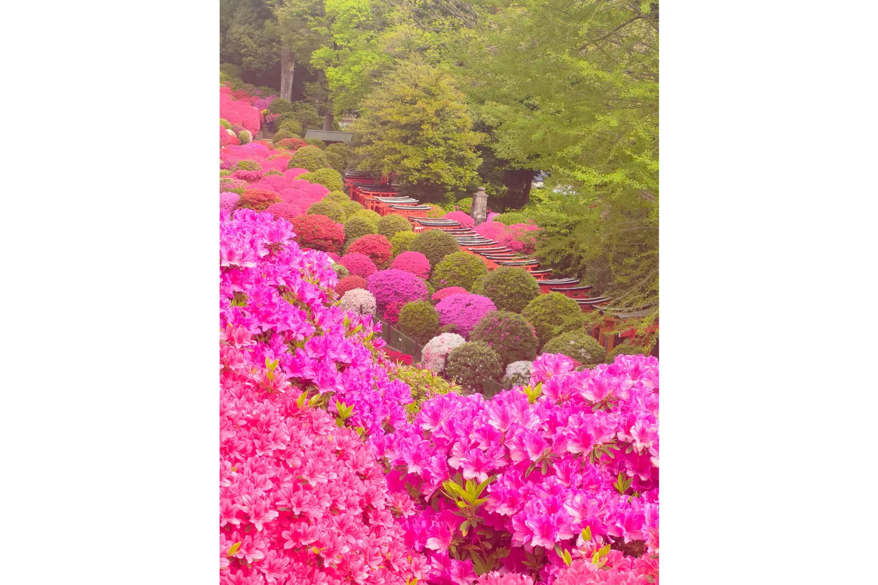 根津神社_10