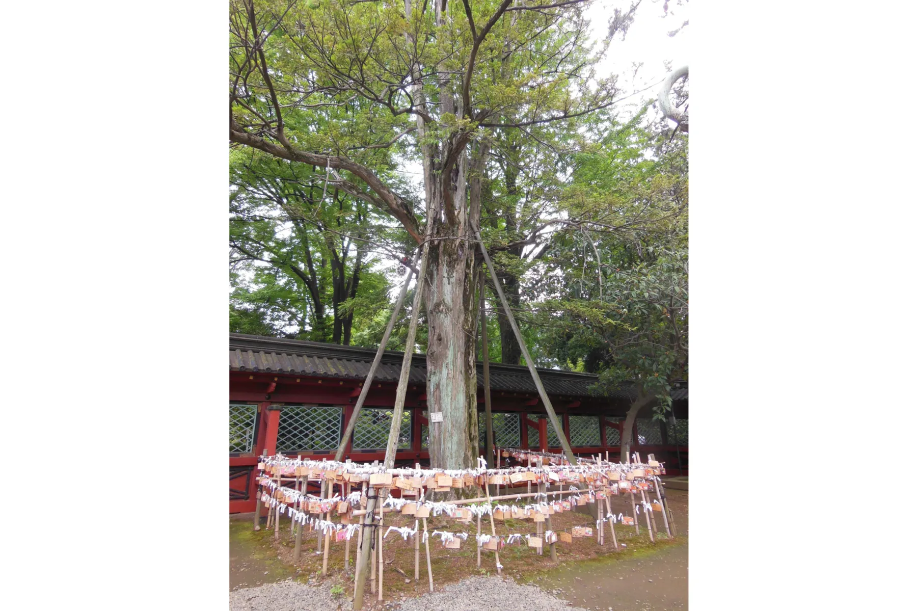 根津神社_7