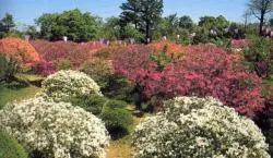 雲井岬つつじ公園