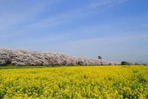 森田鉄工所 権現堂桜堤 Mirai Park（県営権現堂公園）