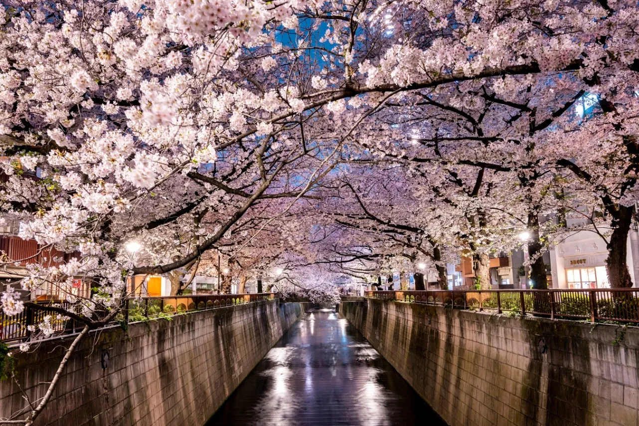 目黒川_3