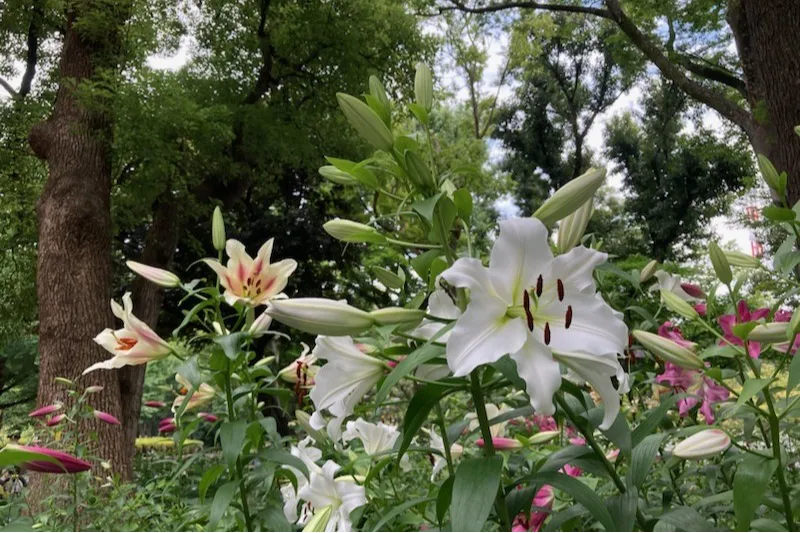 日比谷公園_10