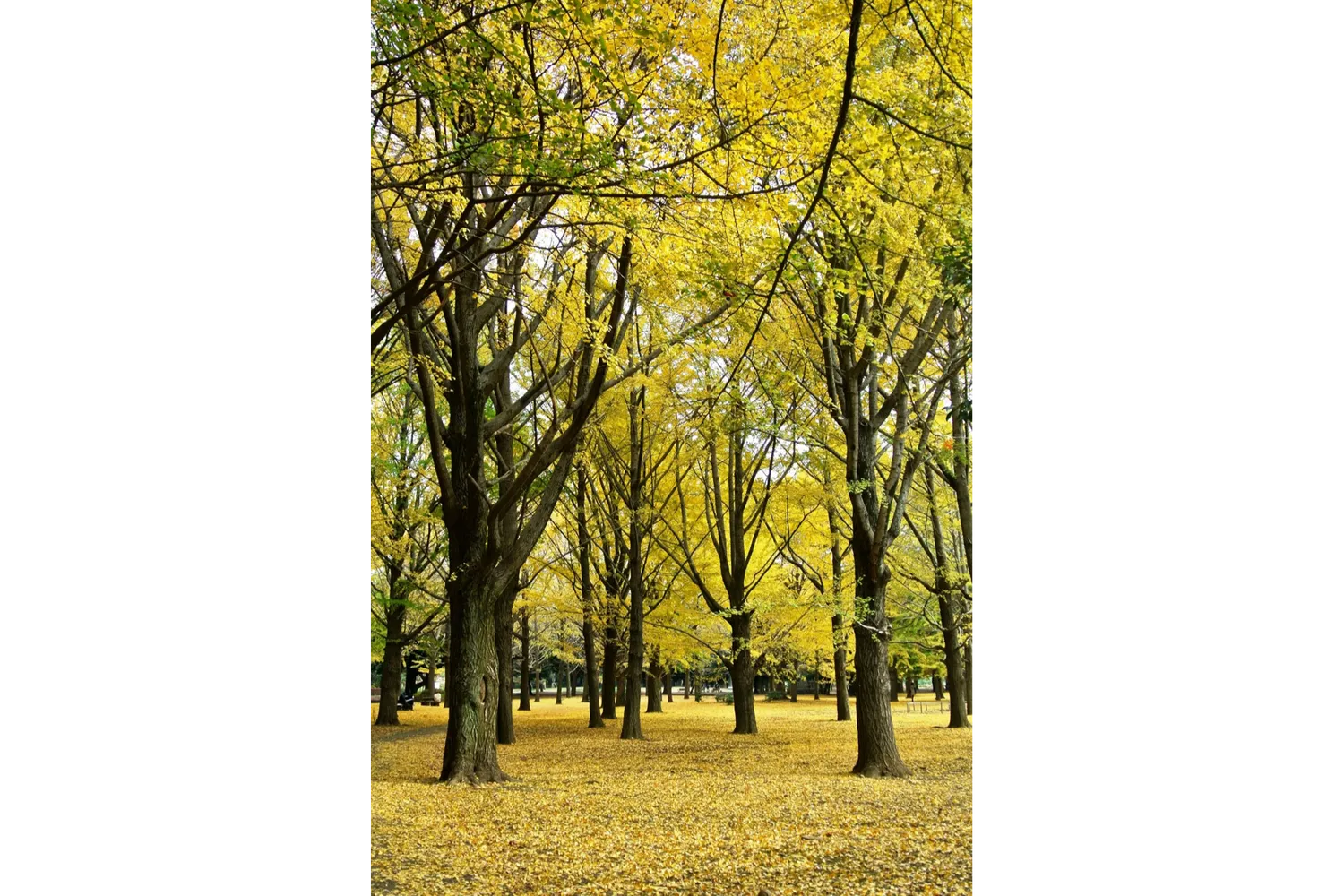 ☆代々木公園伝説のフリーイベント「ToGetHer ＃000」☆神レア