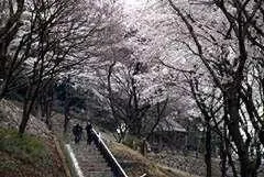 津久井湖城山公園