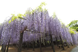 藤花園