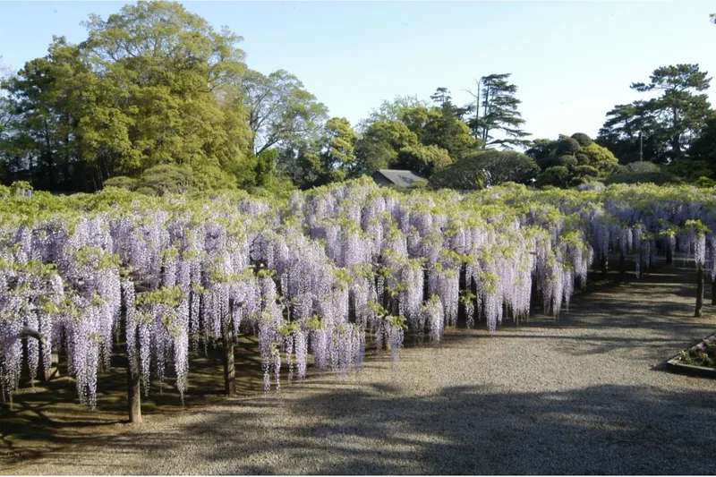 藤花園_2