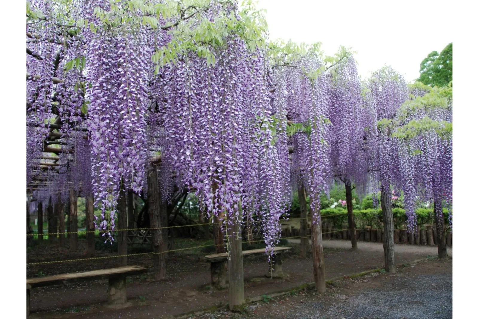 藤花園_2