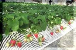 八木観光農園_2