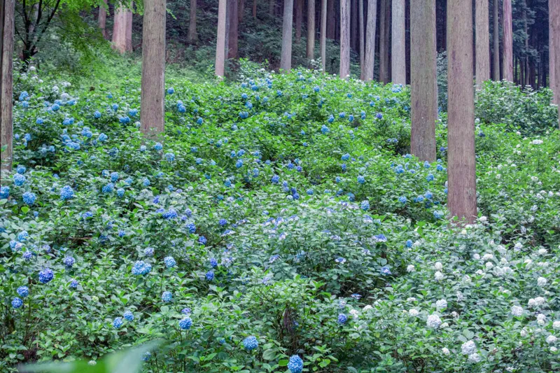 南澤繡球花山