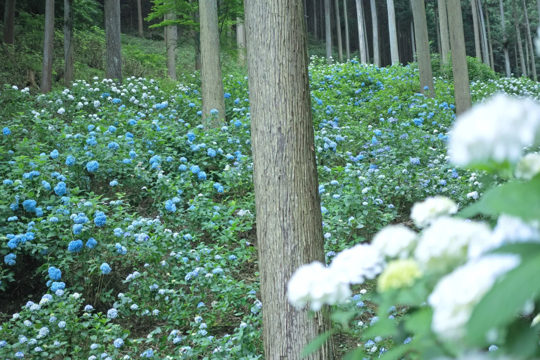 南沢あじさい山_4