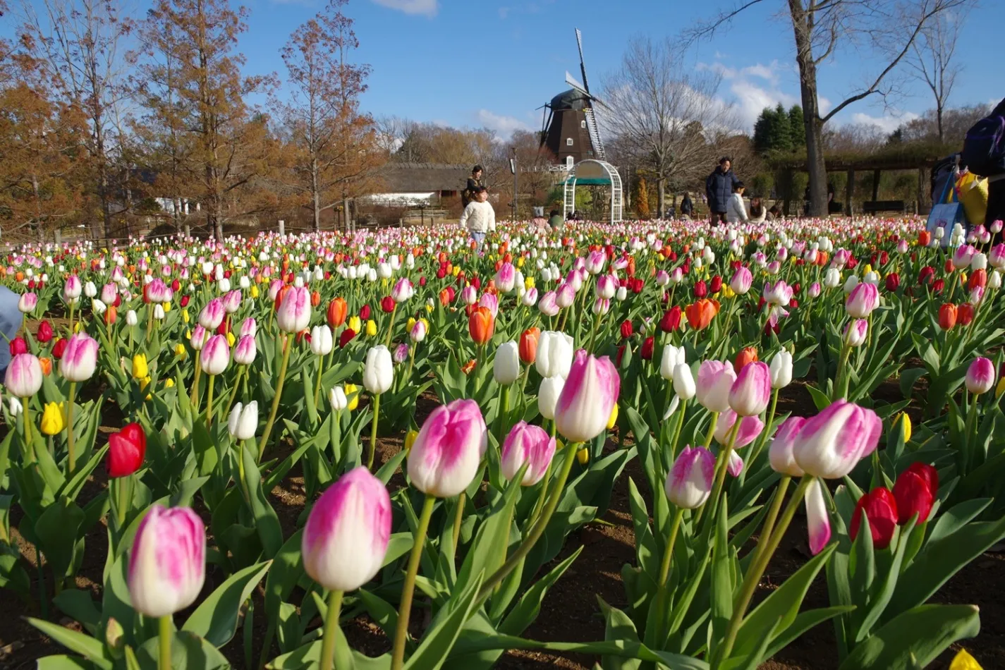 ふなばしアンデルセン公園_12