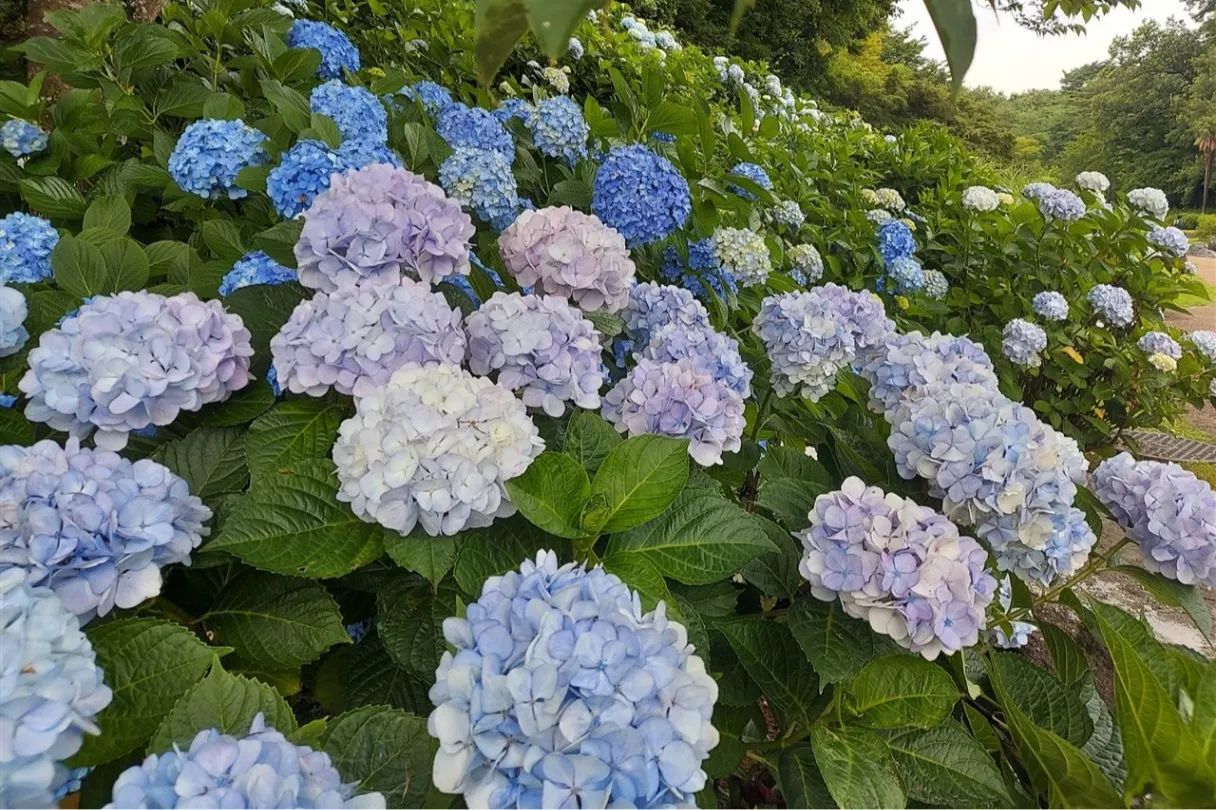 国営武蔵丘陵森林公園_9
