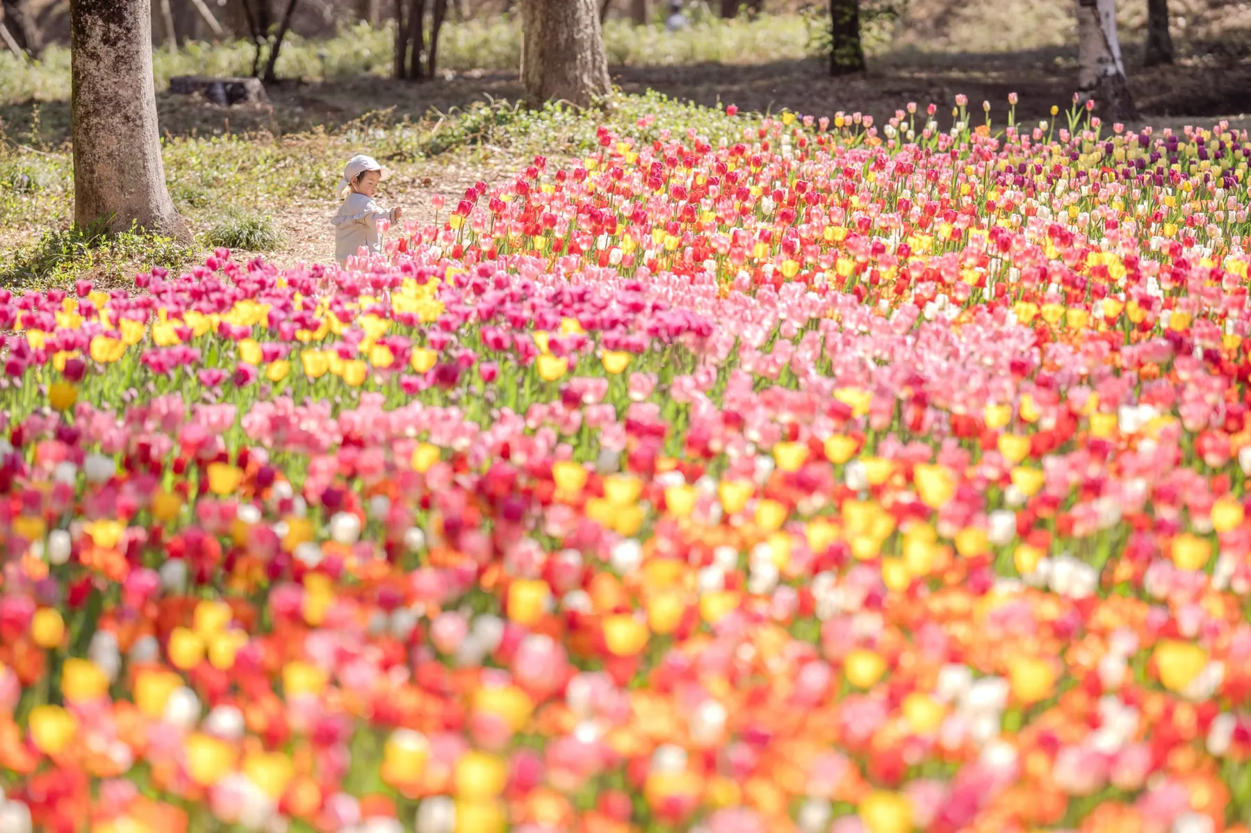 国営武蔵丘陵森林公園_2