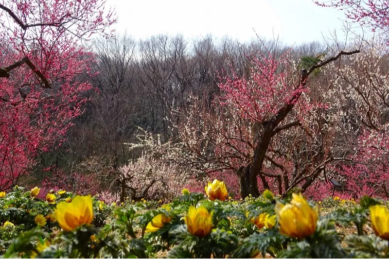 国営武蔵丘陵森林公園_13