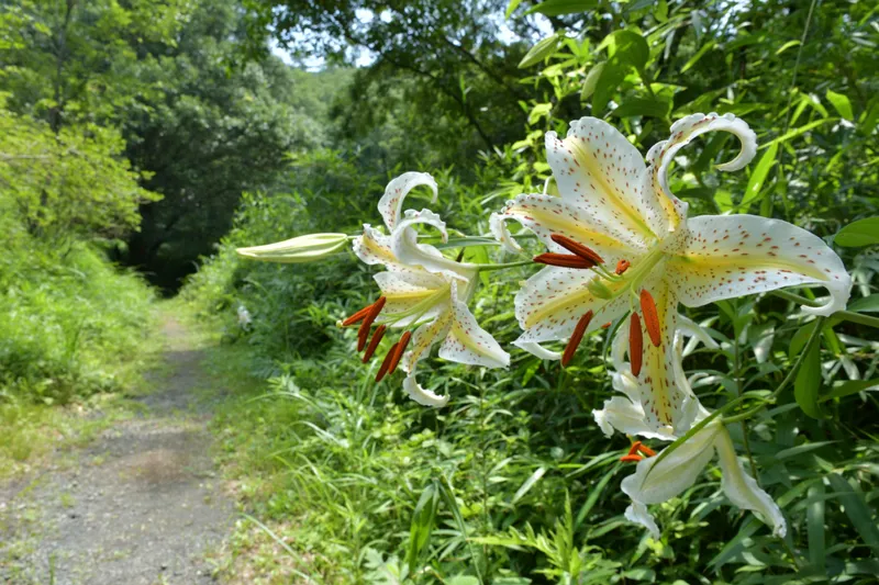 ▲園内各所で開花するヤマユリ
