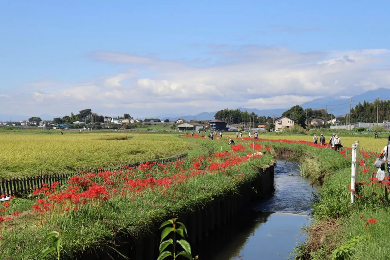 小出川沿い_5