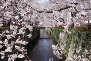 目黒川 桜橋